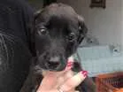 Cachorro raça Srd  idade 2 a 6 meses nome Sem nome 