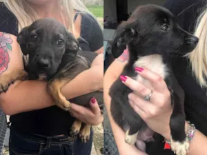 Cachorro raça Srd  idade 2 a 6 meses nome Sem nome 