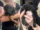 Cachorro raça Srd  idade 2 a 6 meses nome Sem nome 