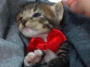 Gato raça  idade  nome Sem nome