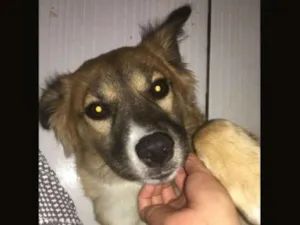 Cachorro raça labrador com viralata  idade 2 a 6 meses nome kiara
