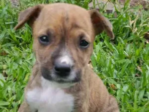 Cachorro raça Sem raça idade Abaixo de 2 meses nome sem nome