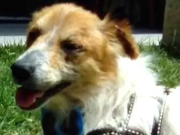 Cachorro ra a SRD idade 3 anos nome Balu