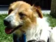 Balu
