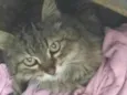 Gata