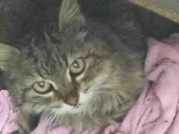 Gato ra a Não sei idade 7 a 11 meses nome Gata