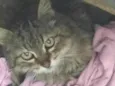 Gata