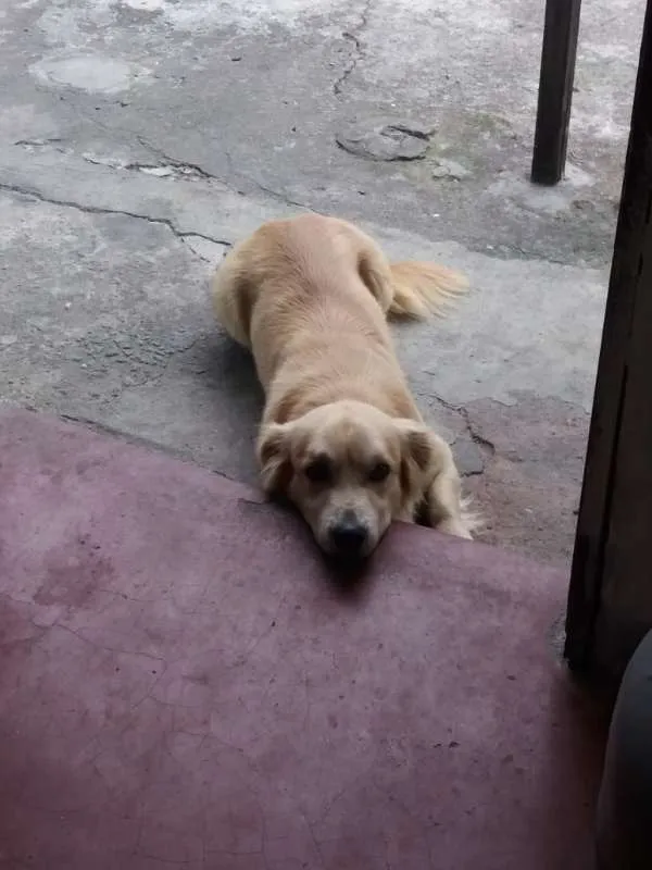 Cachorro ra a vira lata  idade 2 a 6 meses nome huck