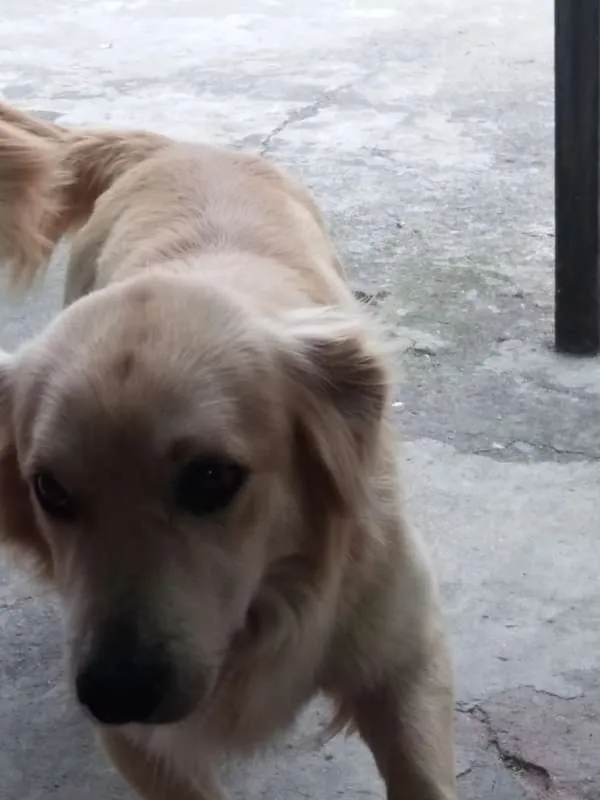 Cachorro ra a vira lata  idade 2 a 6 meses nome huck