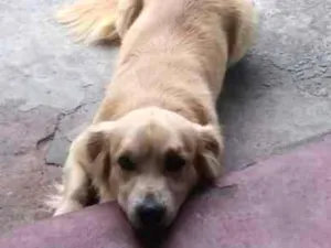 Cachorro raça vira lata  idade 2 a 6 meses nome huck