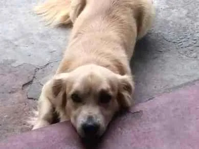 Cachorro ra a vira lata  idade 2 a 6 meses nome huck