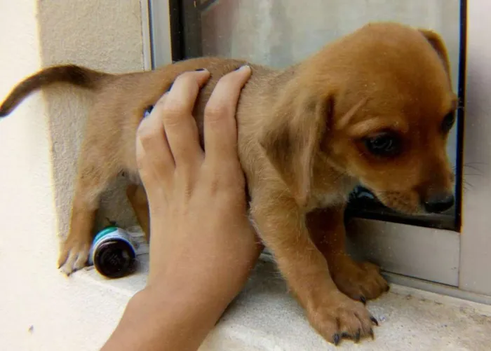 Cachorro raça Sem raça idade 2 a 6 meses nome Sem nome