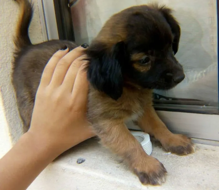 Cachorro raça Sem raça idade 2 a 6 meses nome Sem nome