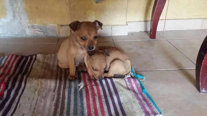 Cachorro raça Vira-Lata idade 7 a 11 meses nome Sem nome 