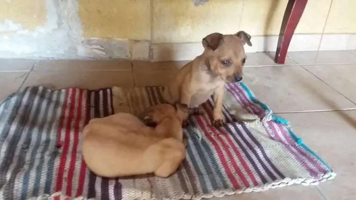 Cachorro raça Vira-Lata idade 7 a 11 meses nome Sem nome 