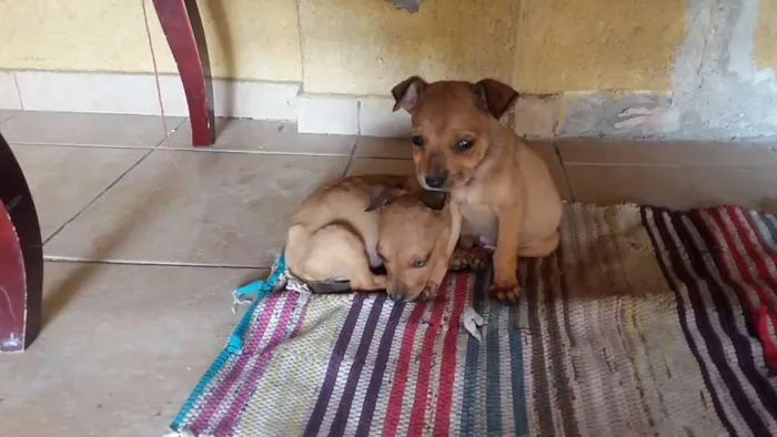 Cachorro raça Vira-Lata idade 7 a 11 meses nome Sem nome 