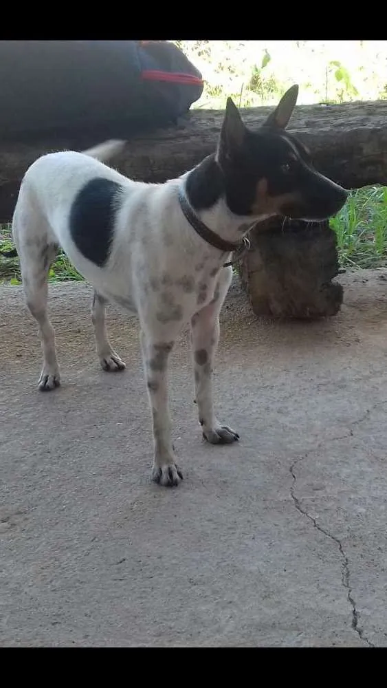 Cachorro ra a Fox paulistinha idade 1 ano nome Pipoca