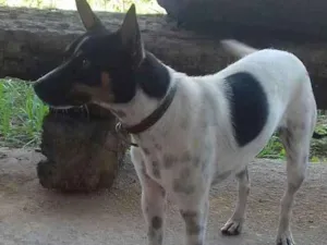 Cachorro raça Fox paulistinha idade 1 ano nome Pipoca