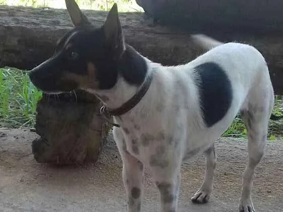 Cachorro ra a Fox paulistinha idade 1 ano nome Pipoca