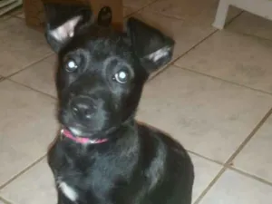 Cachorro raça Srd idade 2 a 6 meses nome Annalise