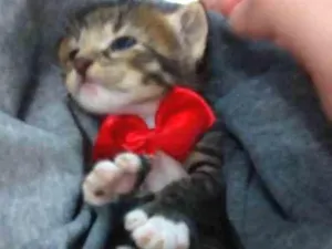 Gato raça  idade Abaixo de 2 meses nome Sem nome