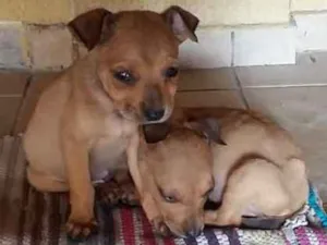 Cachorro raça Vira-Lata idade 7 a 11 meses nome Sem nome 