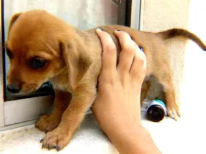 Cachorro raça Sem raça idade 2 a 6 meses nome Sem nome