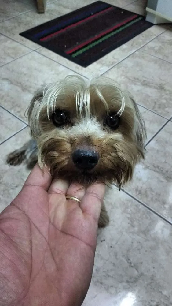 Cachorro raça Yorkshire idade 1 ano nome Bisqui