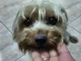 Cachorro raça Yorkshire idade 1 ano nome Bisqui