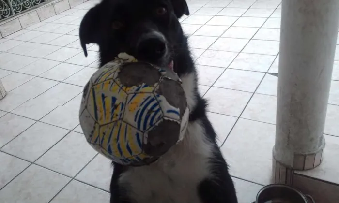 Cachorro ra a SRD idade 3 anos nome Luna