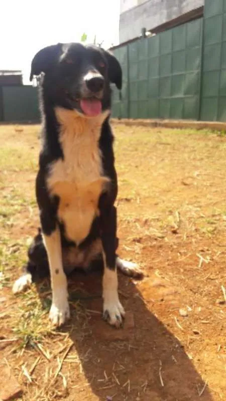 Cachorro ra a SRD idade 3 anos nome Luna