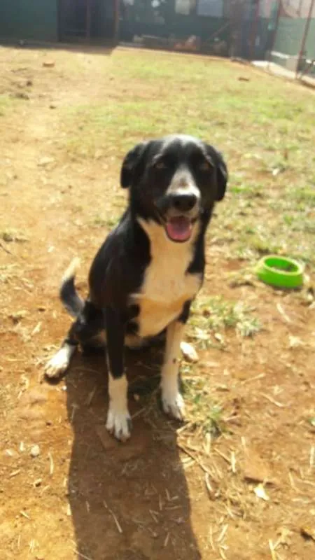 Cachorro ra a SRD idade 3 anos nome Luna