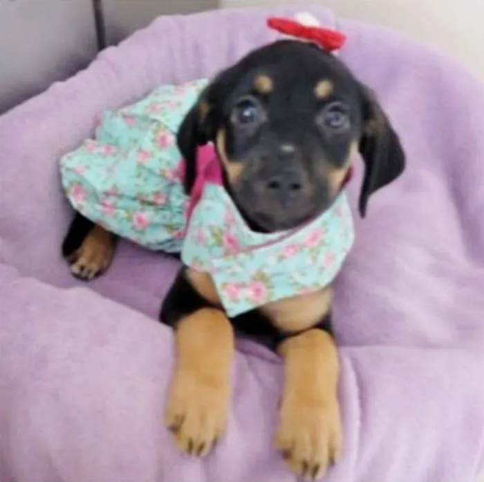 Cachorro ra a SRD idade 2 a 6 meses nome MOCINHA