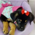 MOCINHA