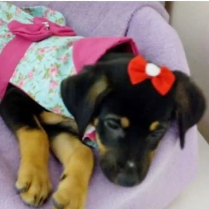 Cachorro ra a SRD idade 2 a 6 meses nome MOCINHA