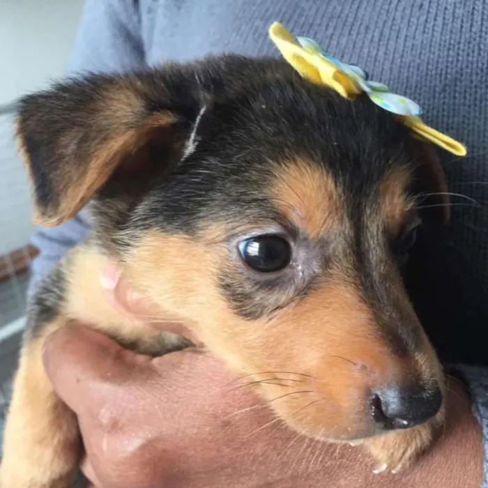 Cachorro ra a SRD idade 2 a 6 meses nome CARINA