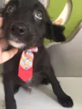 GRAVATINHA