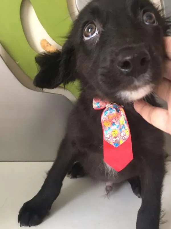 Cachorro ra a SRD idade 2 a 6 meses nome GRAVATINHA