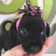 MEIGUINHA