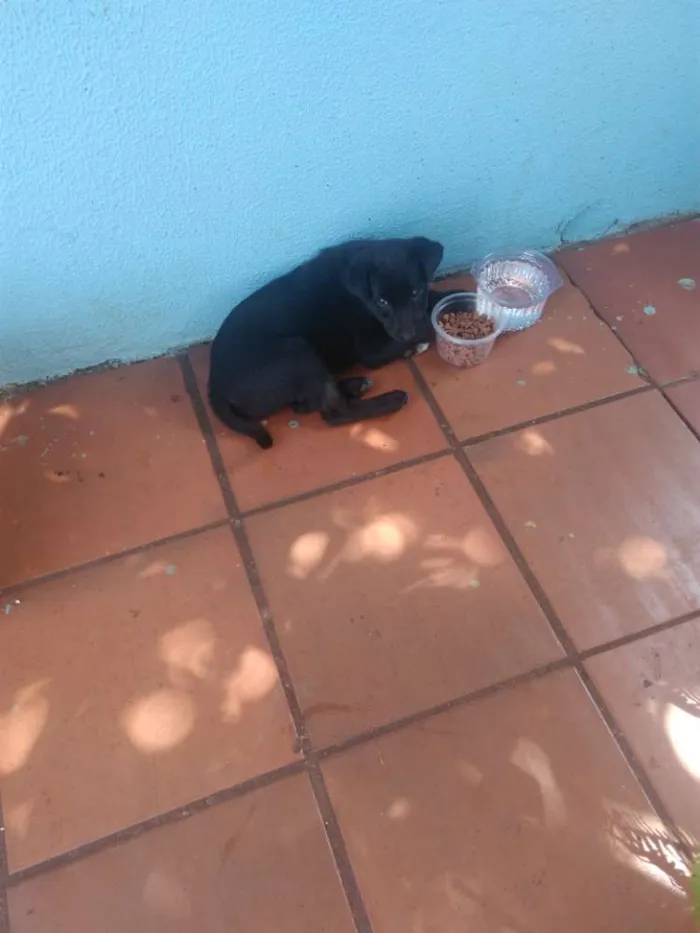 Cachorro ra a Vira lata idade 2 a 6 meses nome Dandara