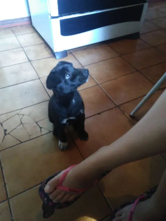 Cachorro ra a Vira lata idade 2 a 6 meses nome Dandara