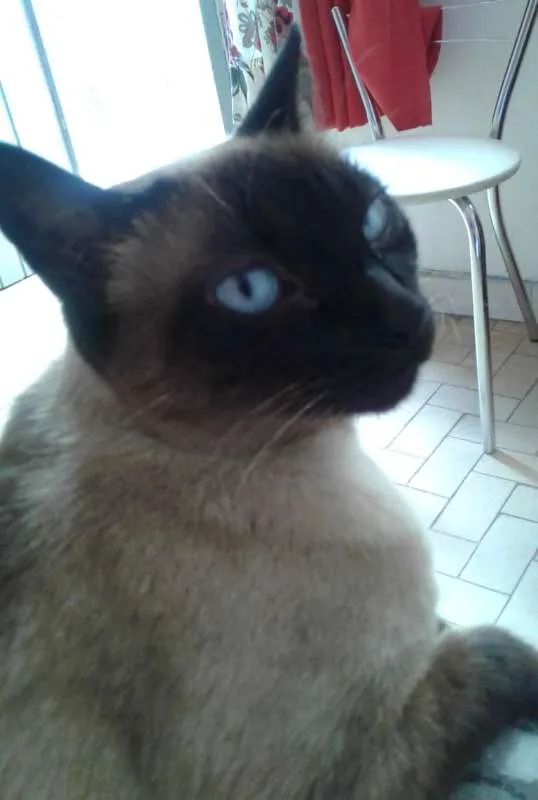 Gato raça srd idade 6 ou mais anos nome Sofia