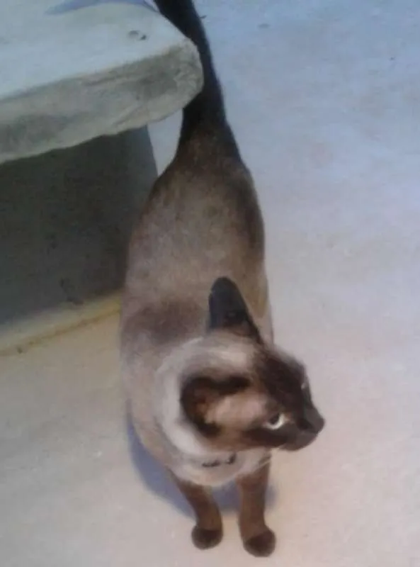 Gato raça srd idade 6 ou mais anos nome Sofia