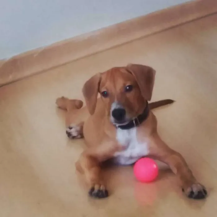 Cachorro ra a Vira-lata idade 2 a 6 meses nome Apolo