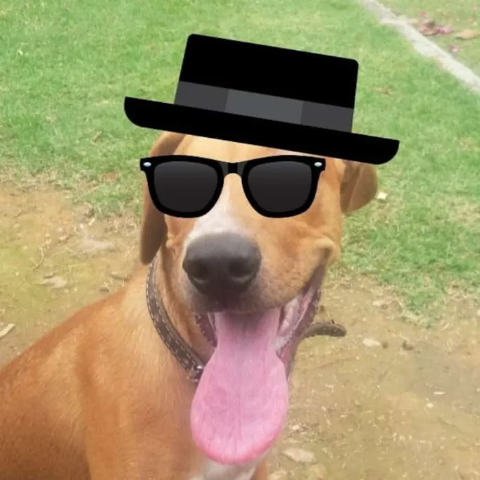 Cachorro ra a Vira-lata idade 2 a 6 meses nome Apolo