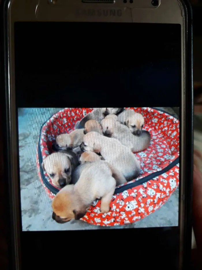 Cachorro ra a Mista idade Abaixo de 2 meses nome Filhores