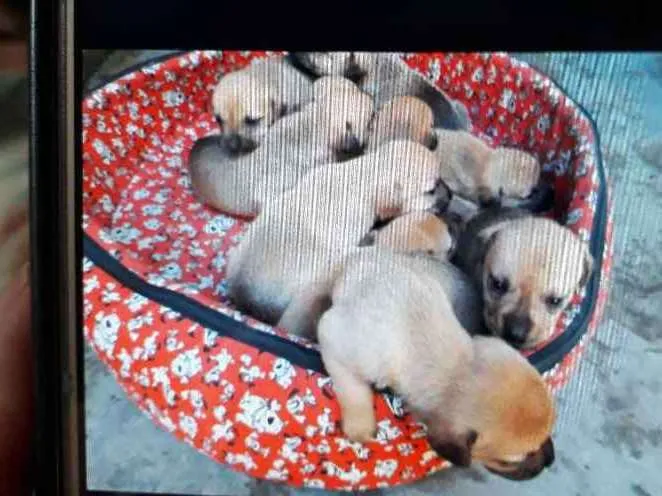 Cachorro ra a Mista idade Abaixo de 2 meses nome Filhores