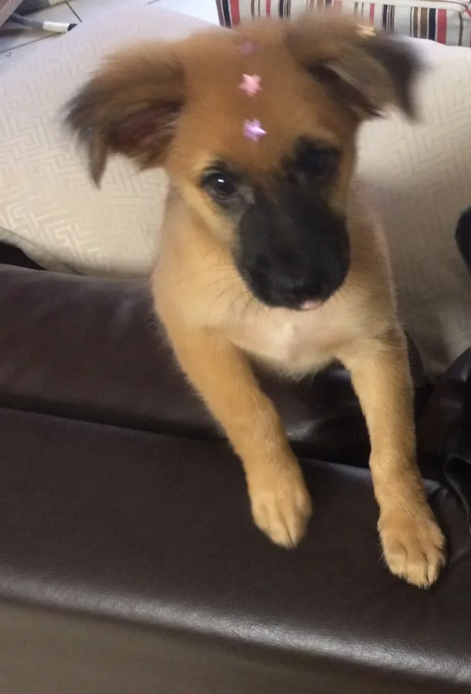 Cachorro ra a Vira lata  idade 2 a 6 meses nome Paçoca