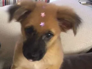 Cachorro raça Vira lata  idade 2 a 6 meses nome Paçoca