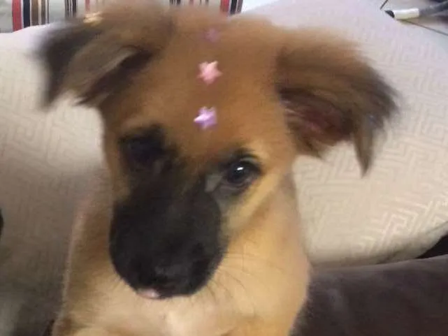 Cachorro ra a Vira lata  idade 2 a 6 meses nome Paçoca